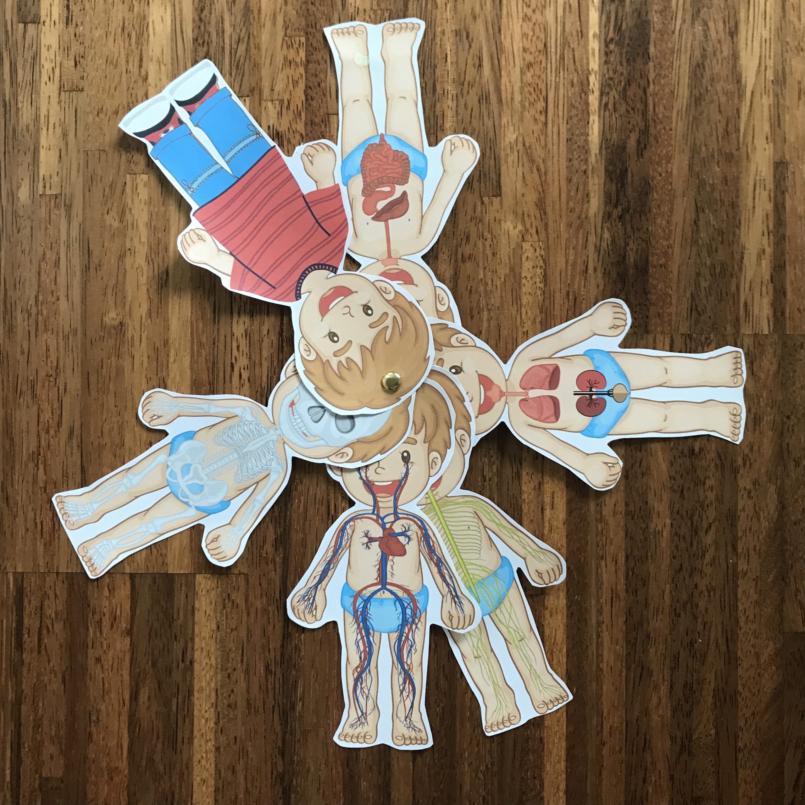 Illustrazione degli organi interni dell'organo umano per bambini